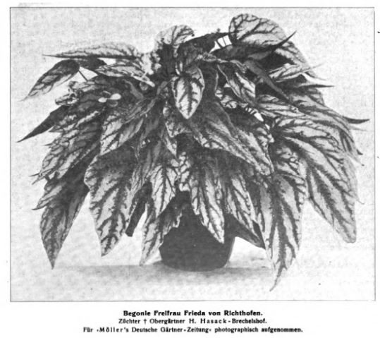 B. ‘Freifrau Freida von Richthofen’